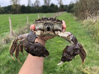 Invasive Chinese mitten crabs: New project launched to preserve native ecosystems