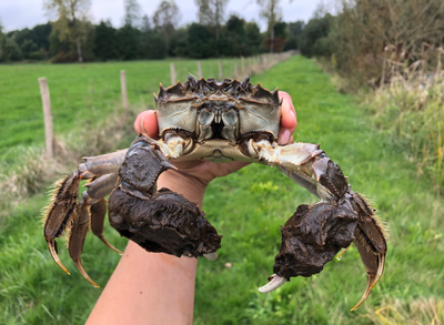 An impressive adult mitten crab has been trapped. Photo: Heleen Keirsebelik / University of Antwerp