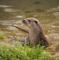 Otter over de grens