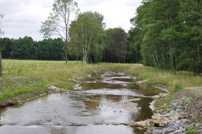 Picture fish migration on the Warmbeek